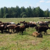 Edilbaevskaja pasmina ovaca